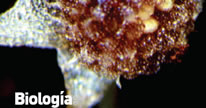 Biología