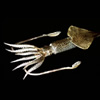 CALAMAR GIGANTE