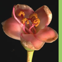 Ceiba pentandra