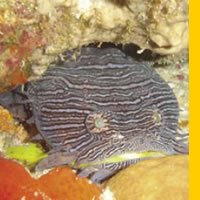 Pez Sapo (Sanopus splendidus) endémico de la Isla de Cozumen