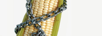 Bioseguridad