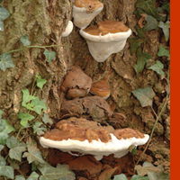 Ganoderma o Trametes