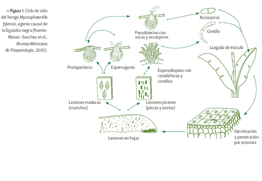 Ciclo de vida de la Sigatoka Negra