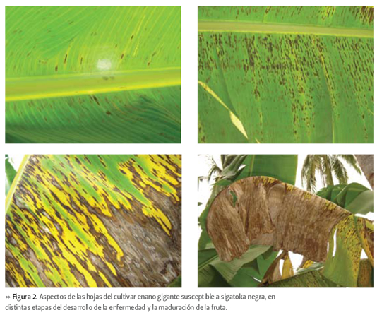 Sigatoka negra