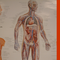 Anatomia/Isftic