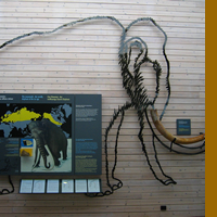 Fjaerland, colmillo de mamut/Isftic