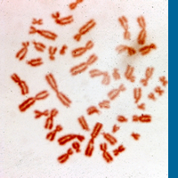Cromosomas/Isftic