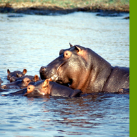 Familia de Hipopótamos