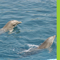 Delfines mular/Jorge Mtz./Ite