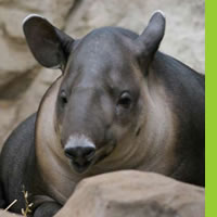 Tapir Centroamericano