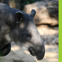 Tapir Cayos/Foto: DGZVS/Zoológico de Chapultepec