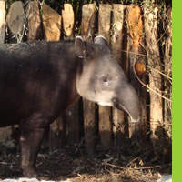 Tapir Cayos/Foto: DGZVS/Zoológico de Chapultepec