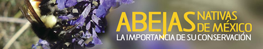 ABEJAS NATIVAS DE MÉXICO