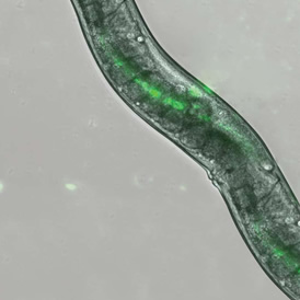 Plaguicidas a base de nematodos