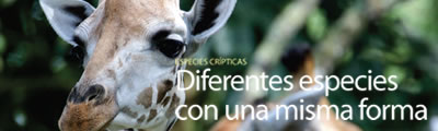 Especies crípticas. Diferentes especies con una misma forma  