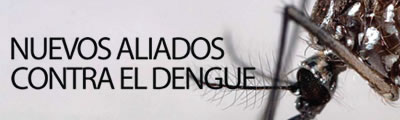 Nuevos aliados contra el dengue