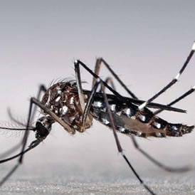 Mosquito vector del dengue