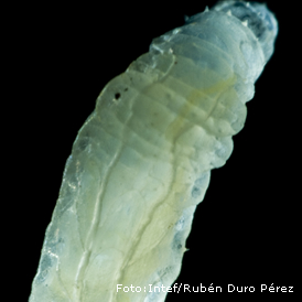 Larva de mosca