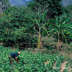 Plantación de tabaco/Foto: Intef