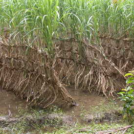 Plantación de Caña de Azúcar/Intef