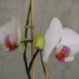 Orquídea/Intef