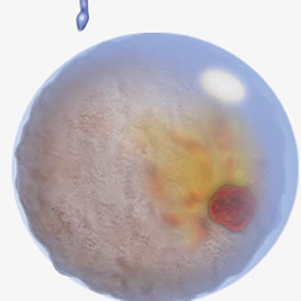 Espermatozoide y óvulo