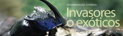 Escarabajos del estiércol. Invasores o exóticos