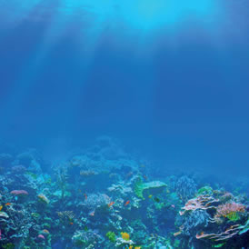 Cabo Pulmo Arrecife coralino de valiosos servicios ambientales