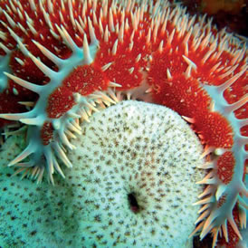 Estrella de mar "Corona de espinas" Acanthaster planci, fotografiada en Cabo Pulmo mientras se alimentaba de coral