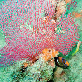 Abanico de mar, acompañado por un ejemplar juvenil del pez Ángel Rey (Holacanthus passer), especie bajo protección federal de México    