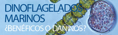 Dinoflagelados marinos ¿Benéficos o dañinos?