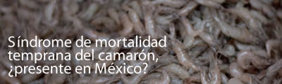 Sindrome de la mortalidad temprana del camarón ¿presente en México?