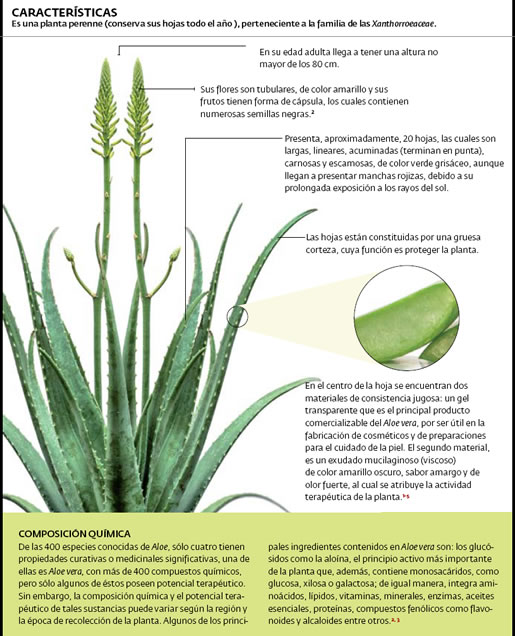 Caracterisicas de Aloe Vera