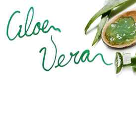 Aloe Vera, las bondades terapéuticas de la sábila