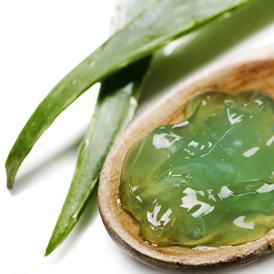 Aloe Vera, las bondades terapéuticas de la sábila