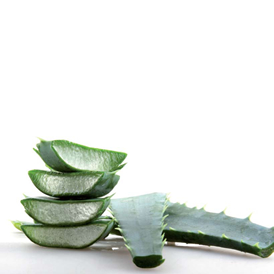 Aloe Vera, las bondades terapéuticas de la sábila