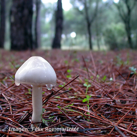 Mantillo del bosque