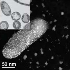 Plata, metal con brillante futuro en la medicina