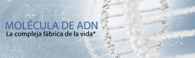 Molécula de ADN. La compleja fábrica de la vida