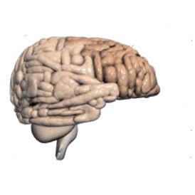 Ingeniería inversa del cerebro. De la inspiración biológica a sistemas de visión, en un chip