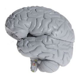 Ingeniería inversa del cerebro. De la inspiración biológica a sistemas de visión, en un chip