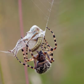 La telaraña, una trampa electrostática