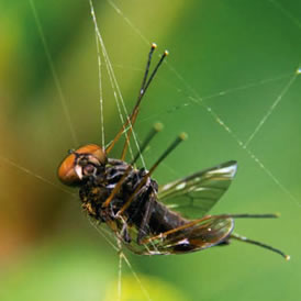 La telaraña, una trampa electrostática