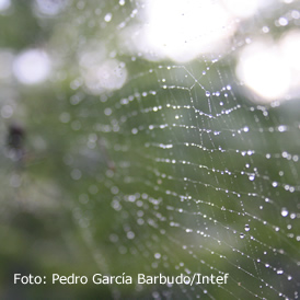 La telaraña, una trampa electrostática