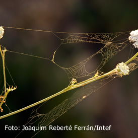 La telaraña, una trampa electrostática