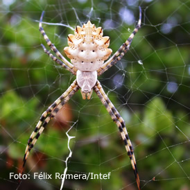 La telaraña; una trampa electrostática