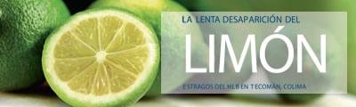 La lenta desaparición del limón